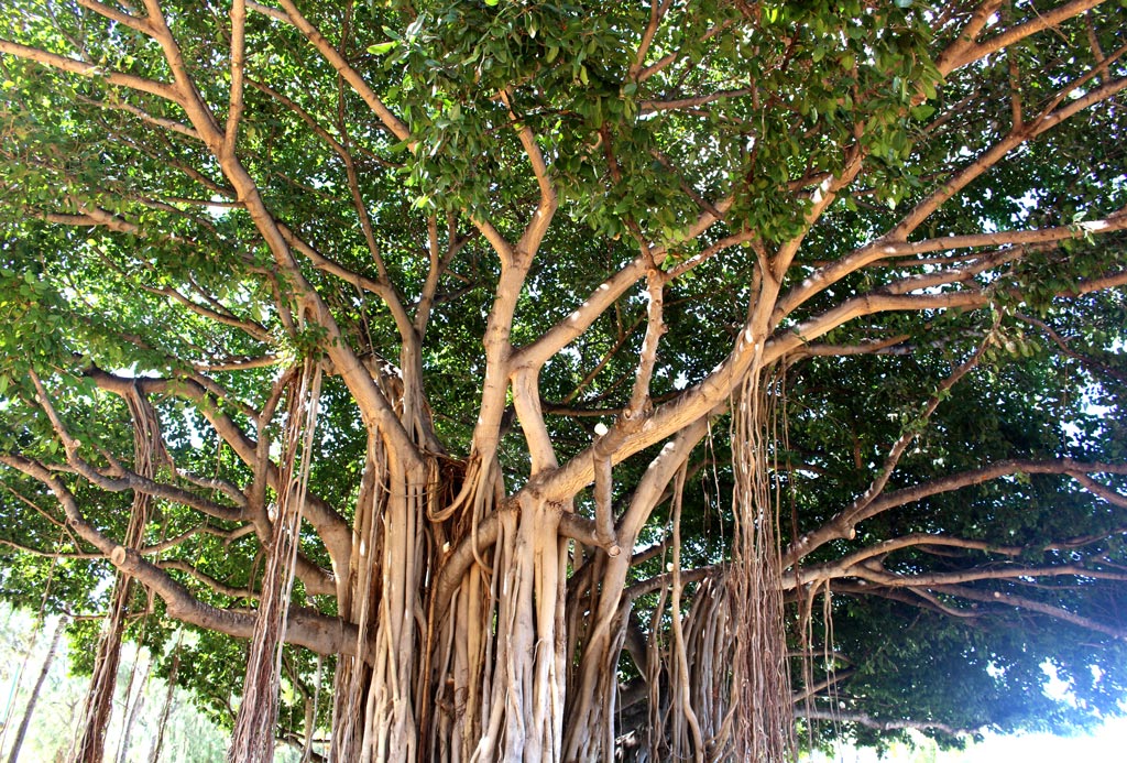 lgg-banyan